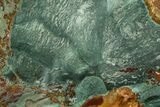 Gary Green Jasper (Larsonite) Bog Wood Slab - Oregon #377932-1